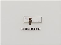 藏品(輪紋銹天牛)的圖片